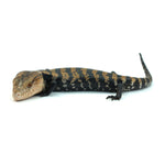 Halmahera Blue Tongue Skink