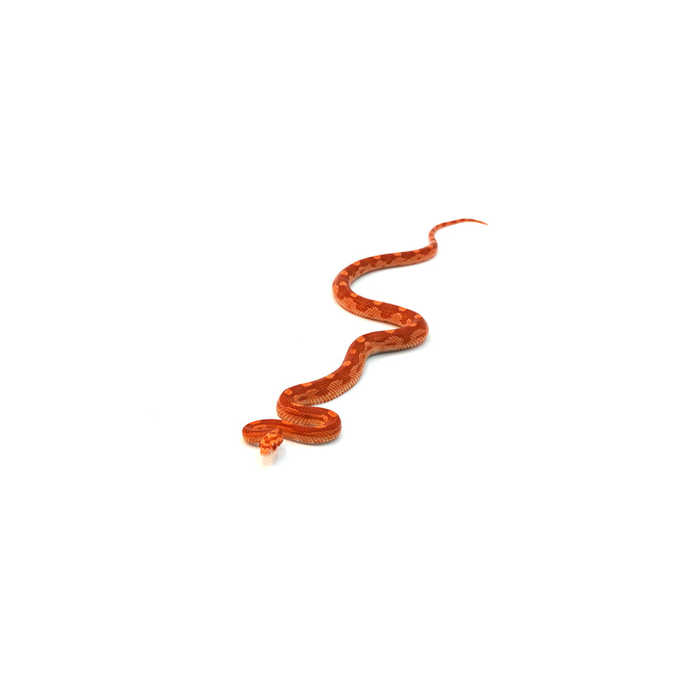 Albino Motley Corn Snake
