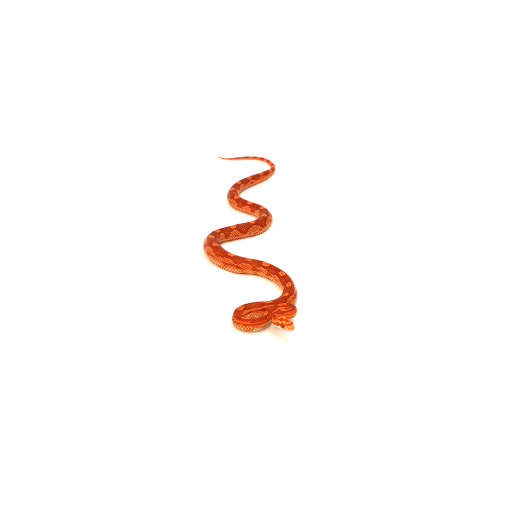 Albino Motley Corn Snake