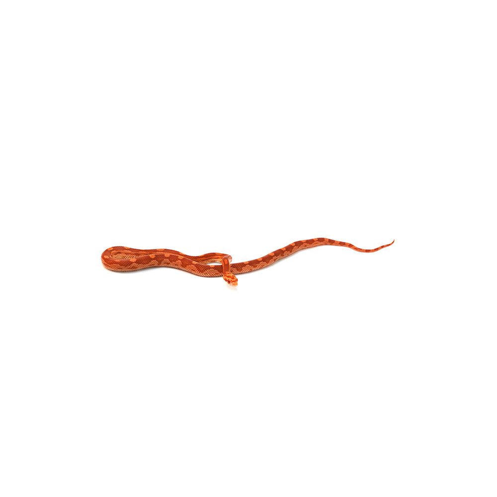 Albino Motley Corn Snake