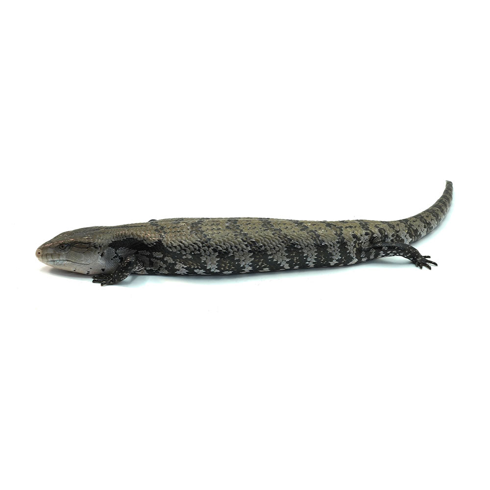 Merauke Blue Tongue Skink