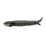 Merauke Blue Tongue Skink