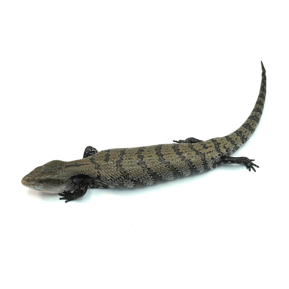 Merauke Blue Tongue Skink