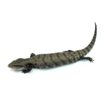 Merauke Blue Tongue Skink