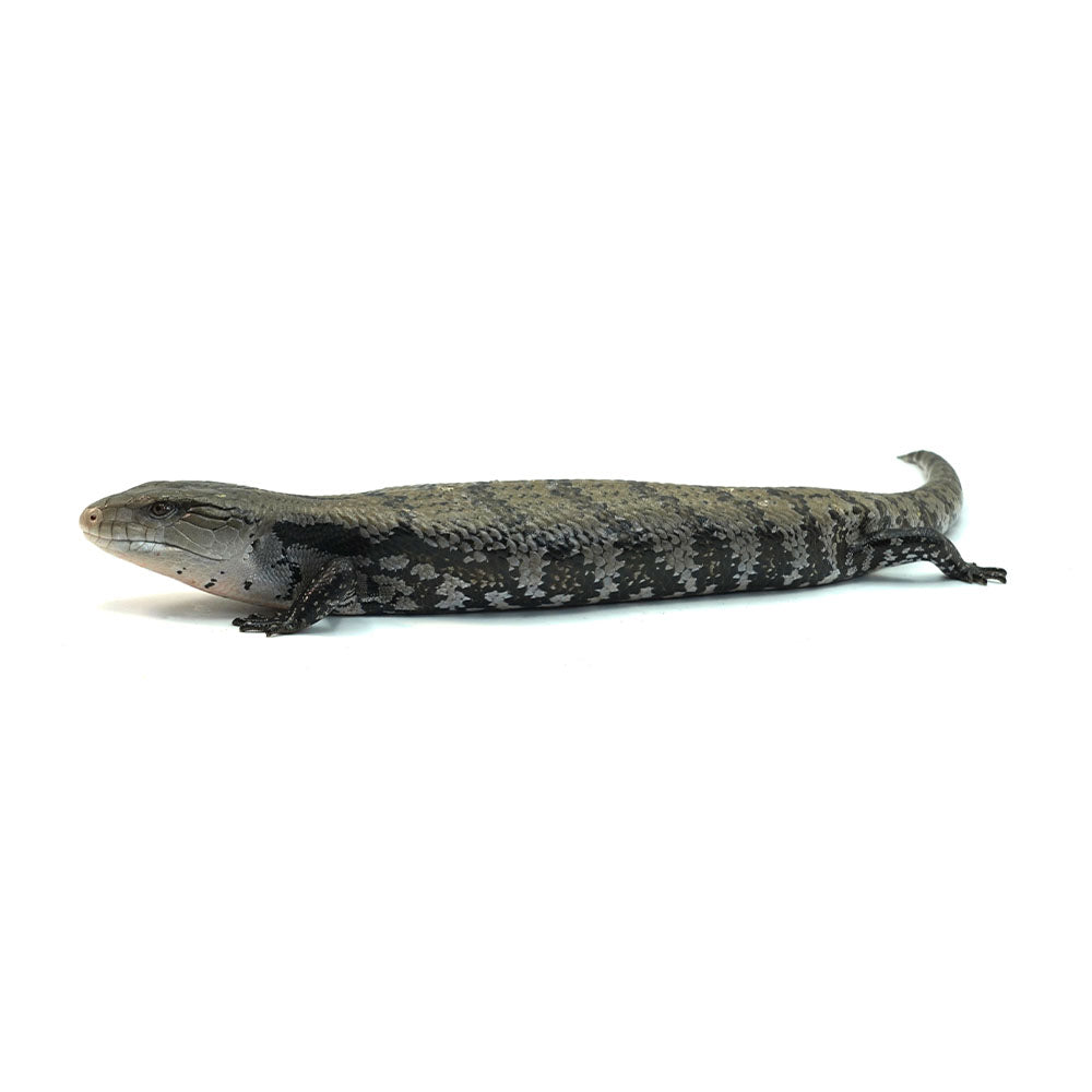 Merauke Blue Tongue Skink