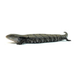 Merauke Blue Tongue Skink