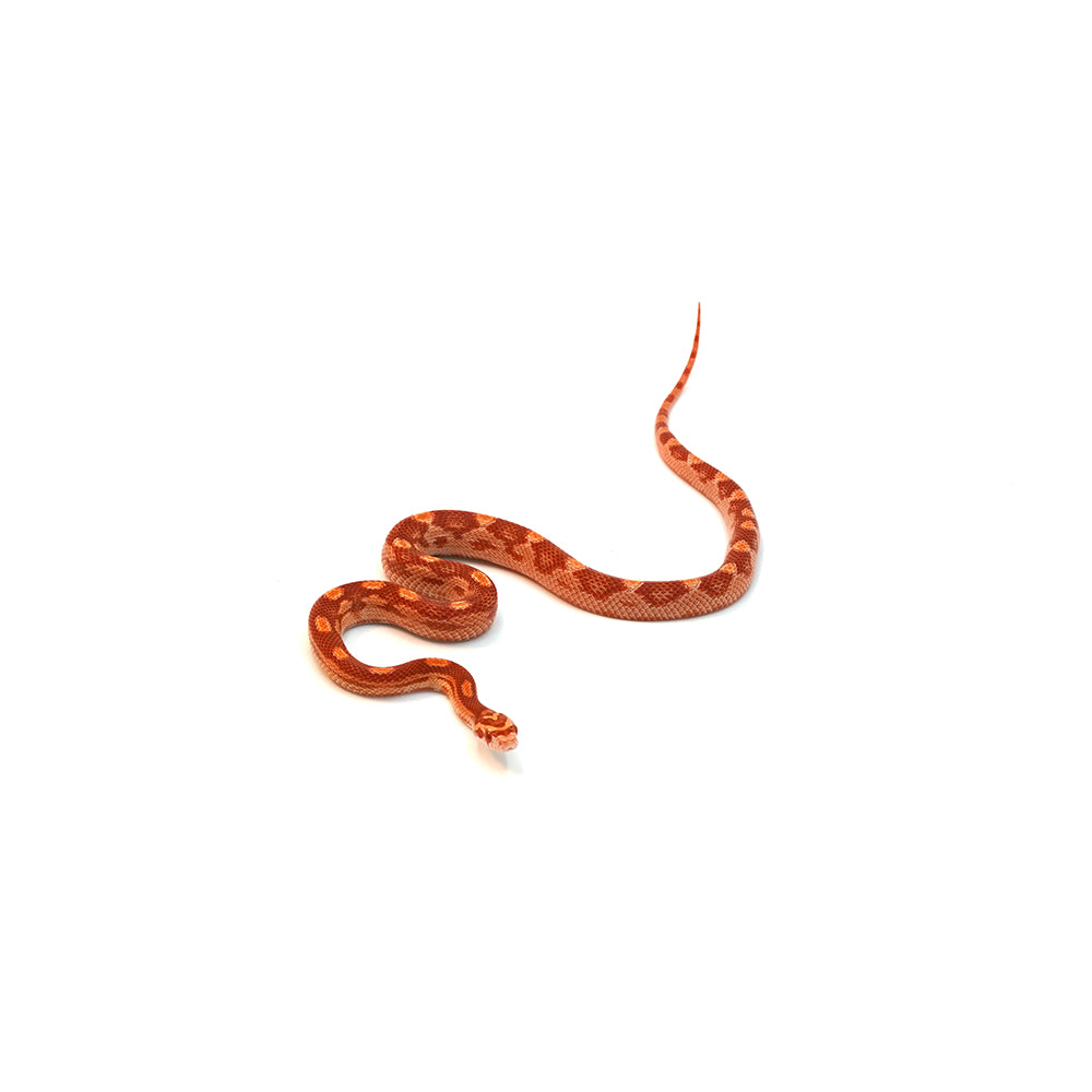 Albino Motley Corn Snake