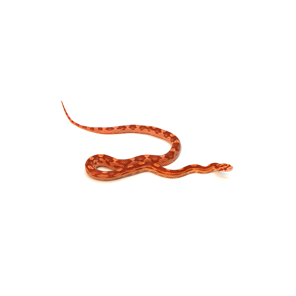 Albino Motley Corn Snake