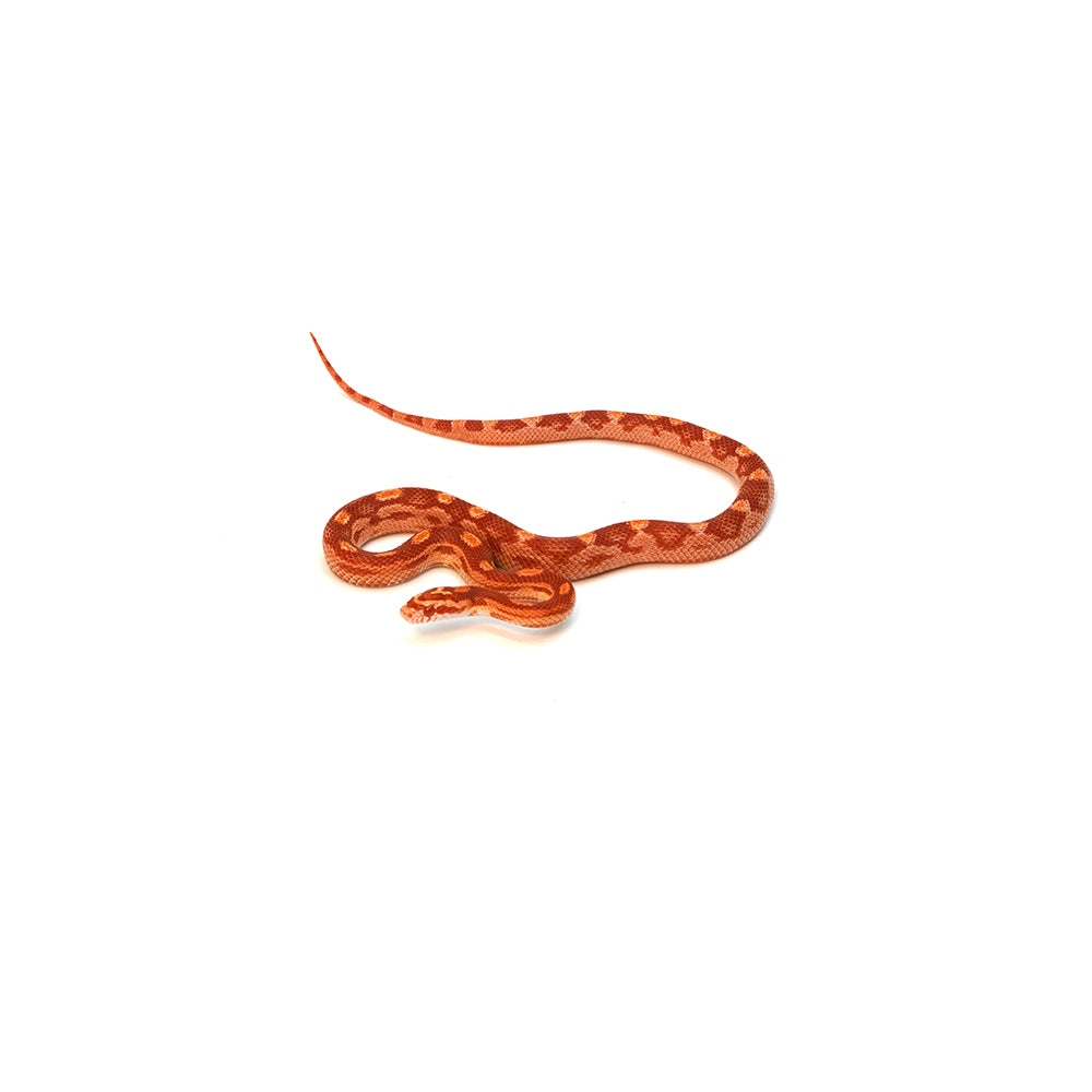 Albino Motley Corn Snake