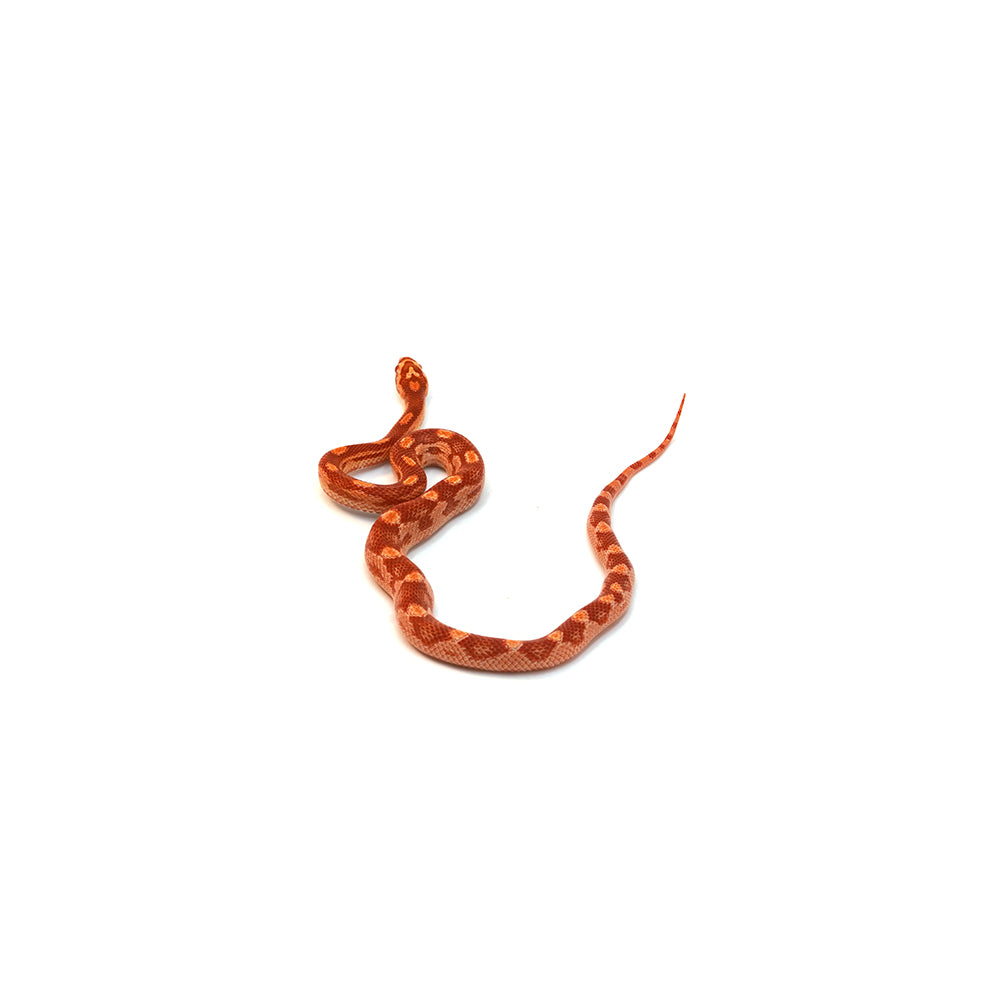 Albino Motley Corn Snake