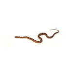 Extreme Okeetee Corn Snake