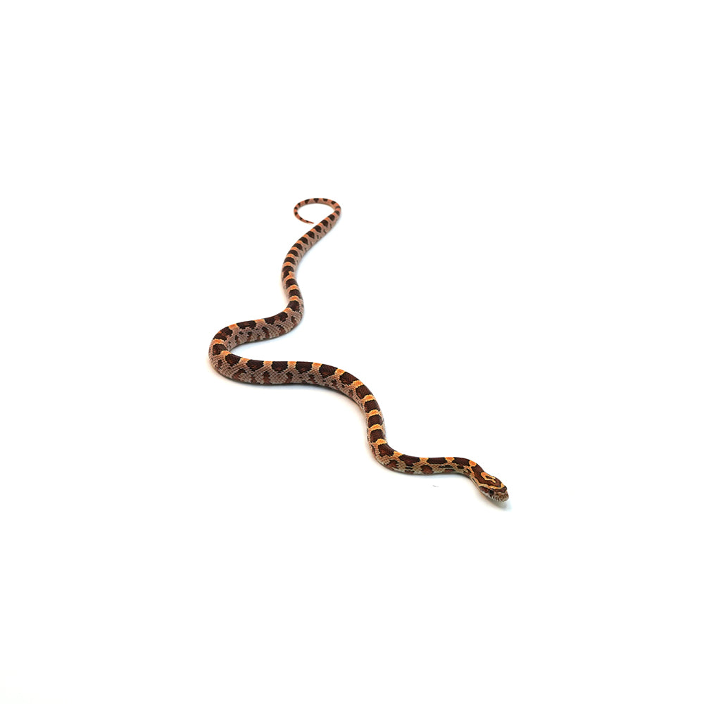 Extreme Okeetee Corn Snake