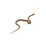 Extreme Okeetee Corn Snake