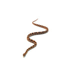 Extreme Okeetee Corn Snake