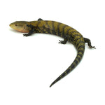 Sorong Blue Tongue Skink