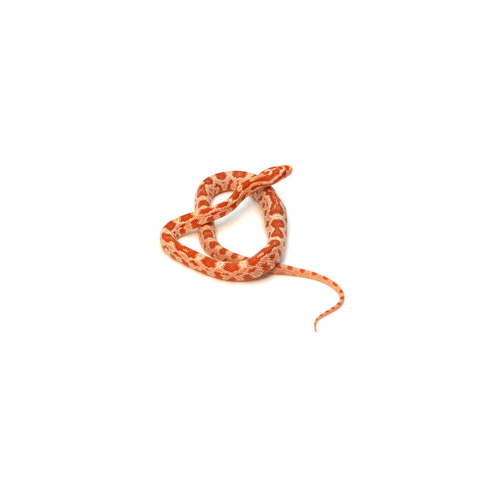 Albino Corn Snake