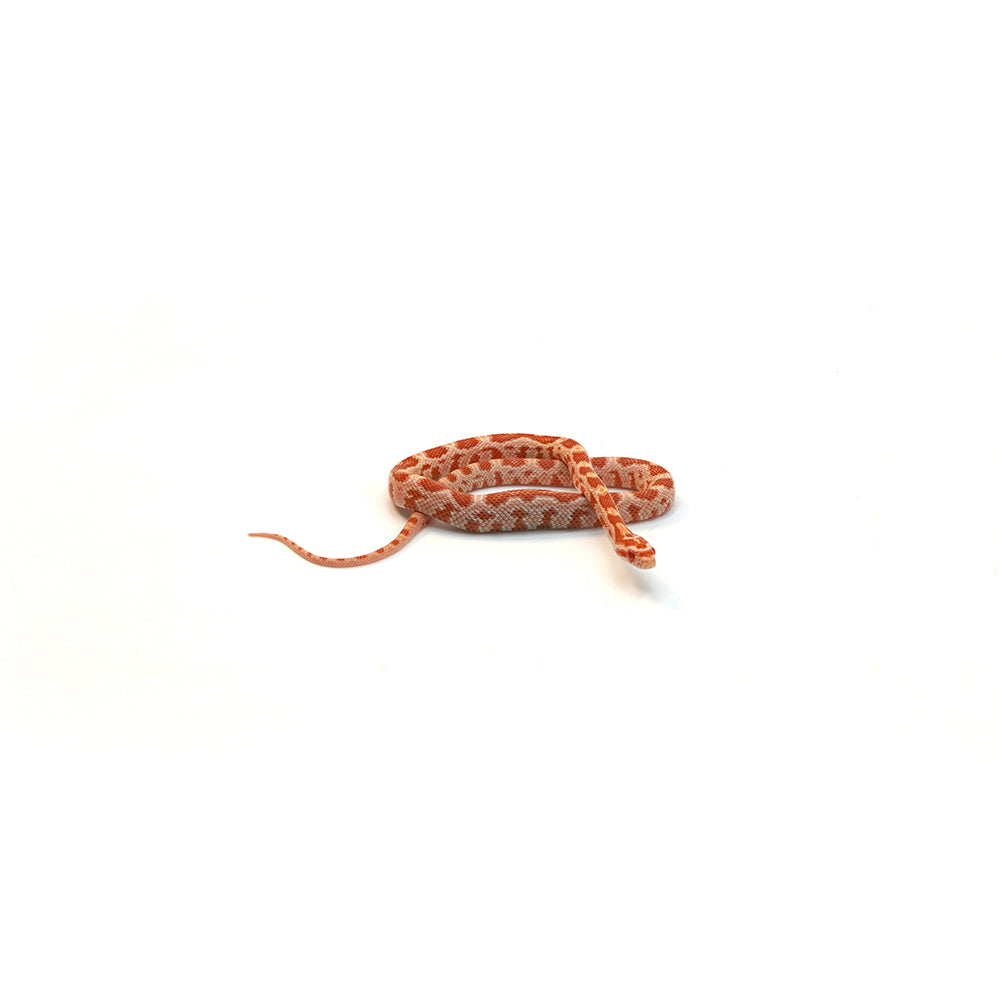 Albino Corn Snake