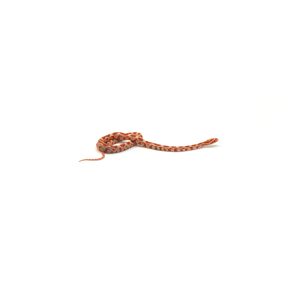 Albino Corn Snake