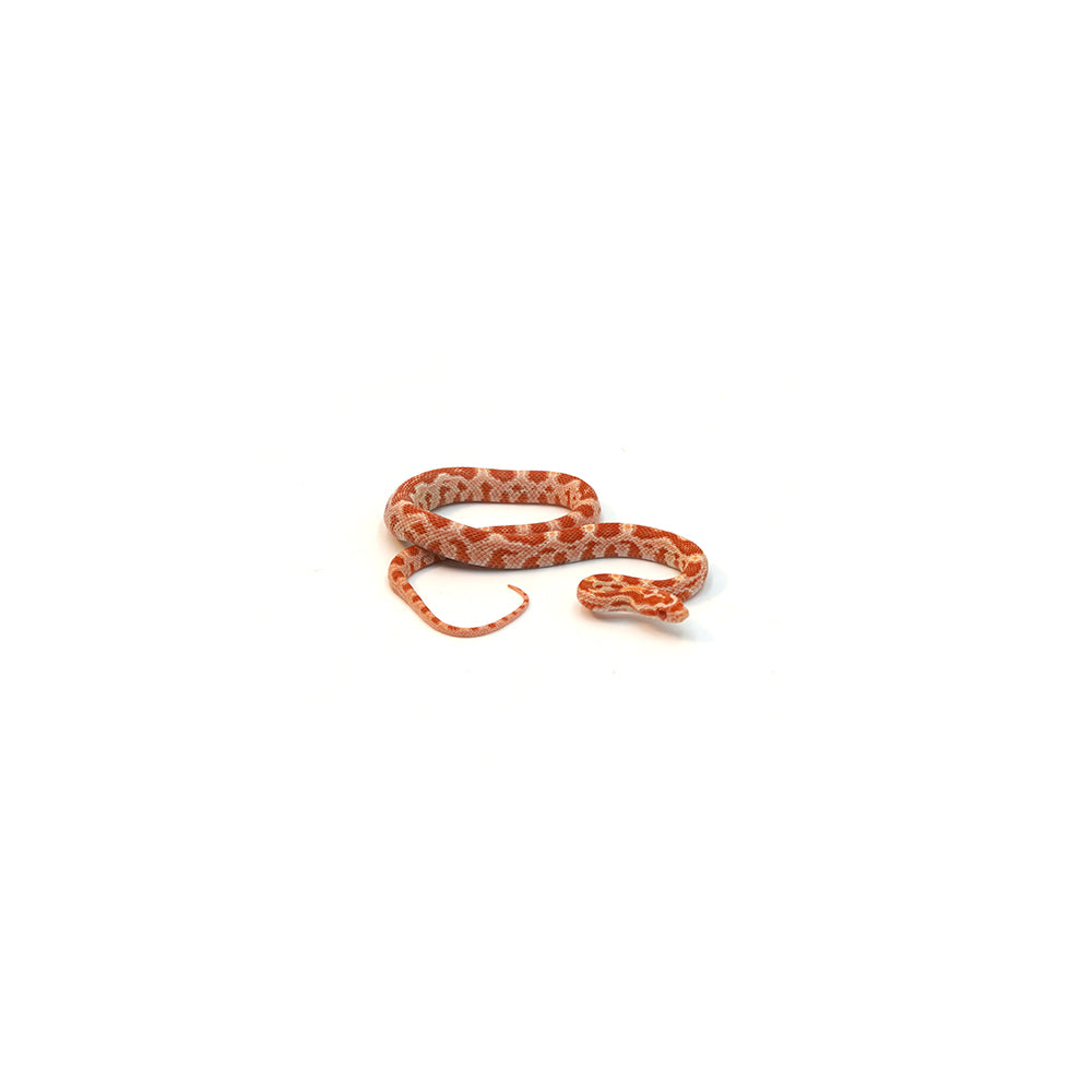 Albino Corn Snake