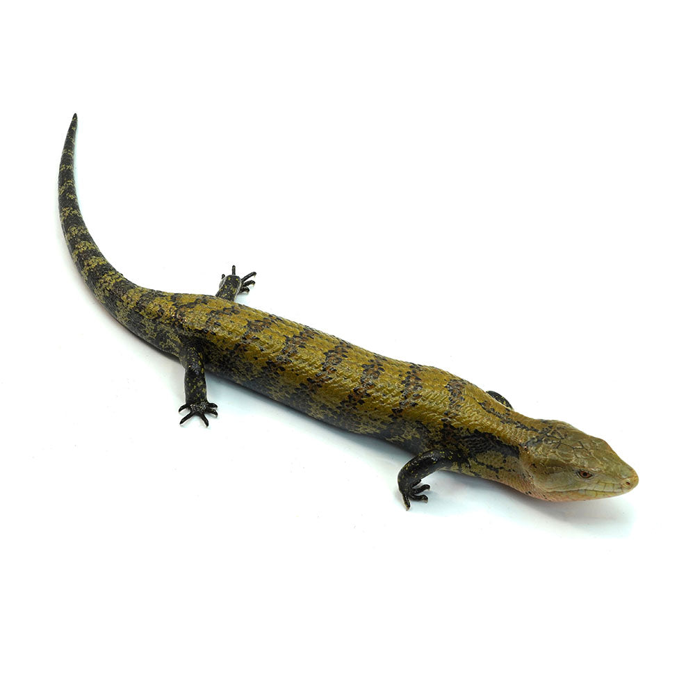 Sorong Blue Tongue Skink