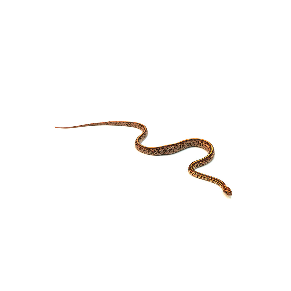 Tessera Corn Snake