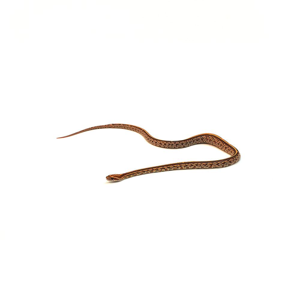 Tessera Corn Snake
