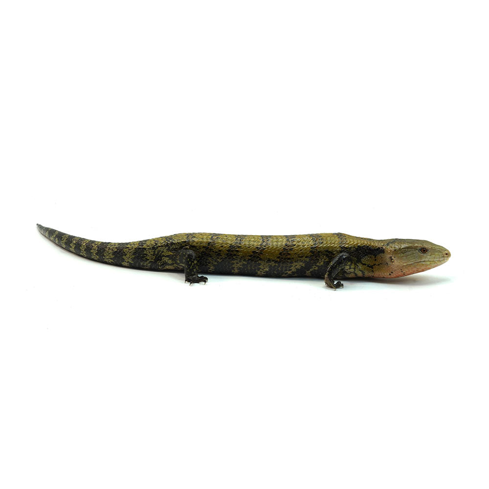 Sorong Blue Tongue Skink