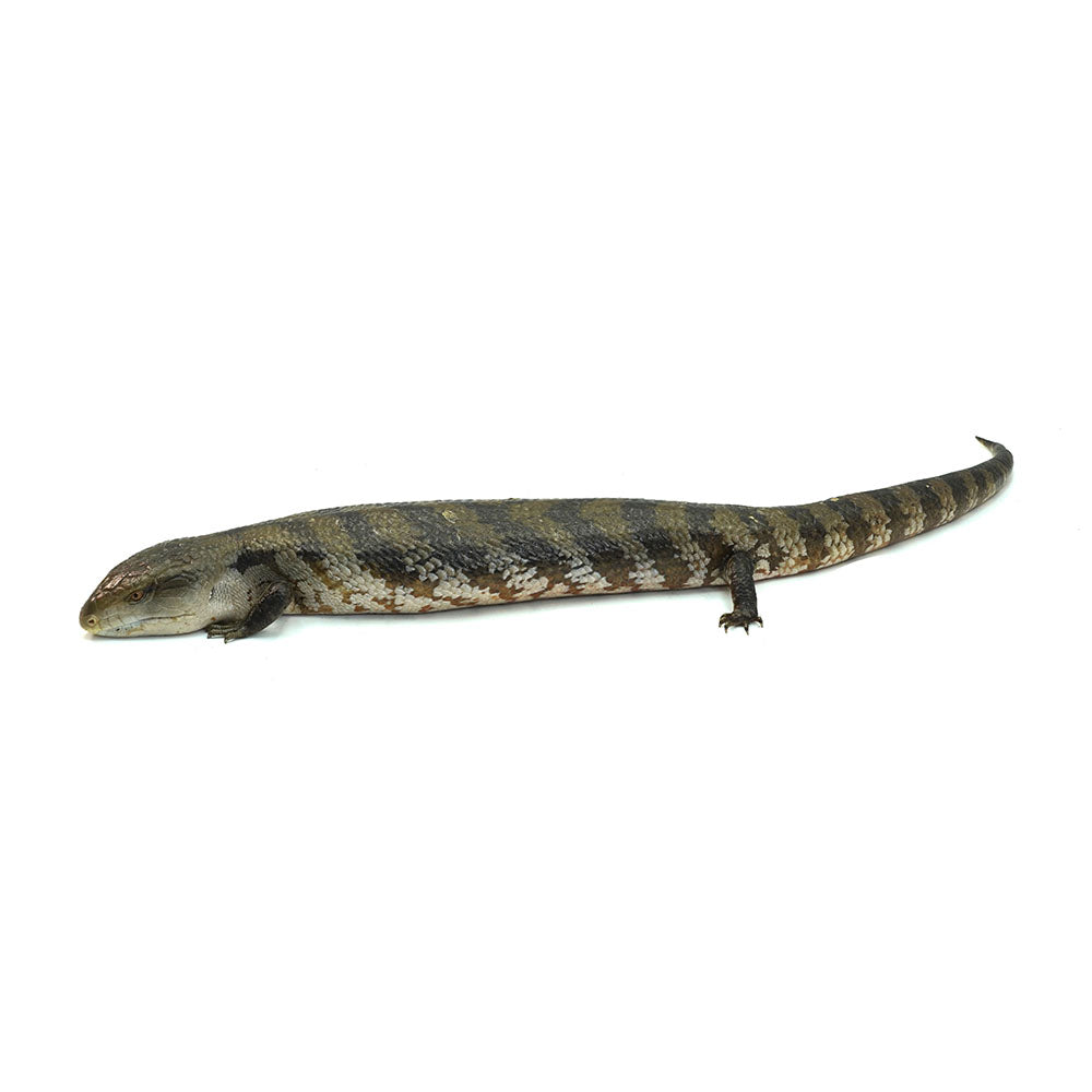 Irian Jaya Blue Tongue Skink