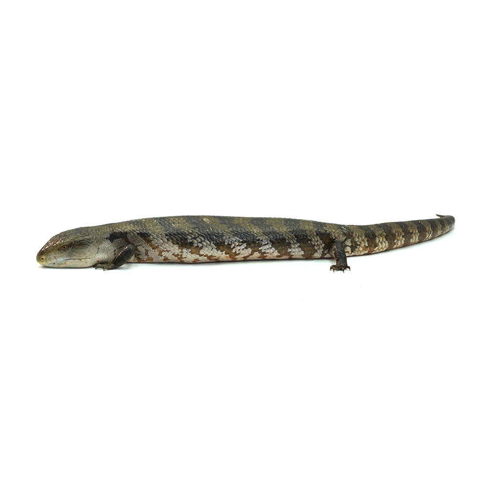 Irian Jaya Blue Tongue Skink