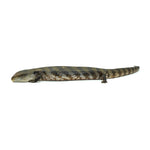 Irian Jaya Blue Tongue Skink