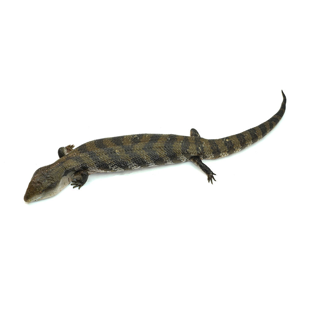 Irian Jaya Blue Tongue Skink