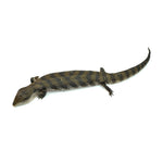 Irian Jaya Blue Tongue Skink