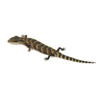 Irian Jaya Blue Tongue Skink