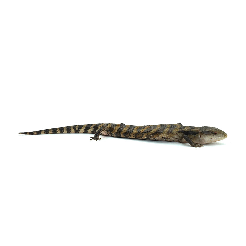 Irian Jaya Blue Tongue Skink