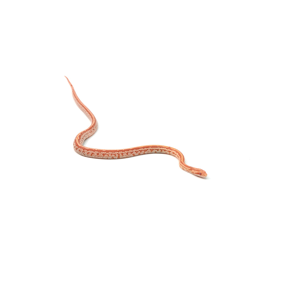 Albino Tessera Corn Snake