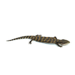 Irian Jaya Blue Tongue Skink