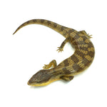 Tanimbar Blue Tongue Skink
