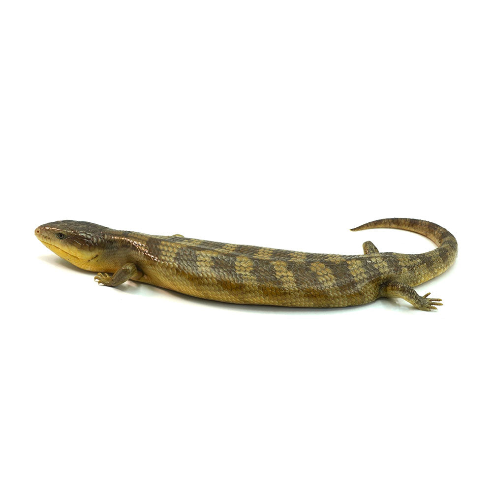 Tanimbar Blue Tongue Skink