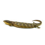Tanimbar Blue Tongue Skink