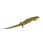 Tanimbar Blue Tongue Skink