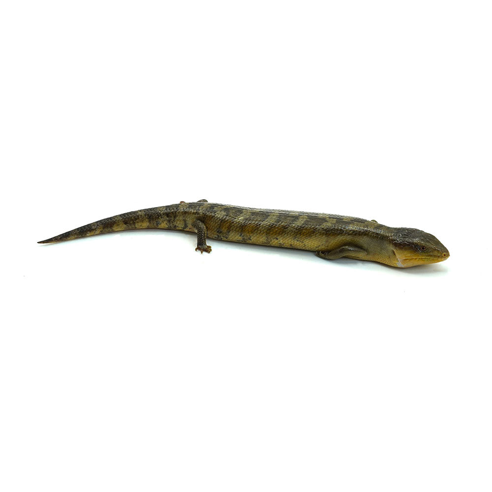 Tanimbar Blue Tongue Skink