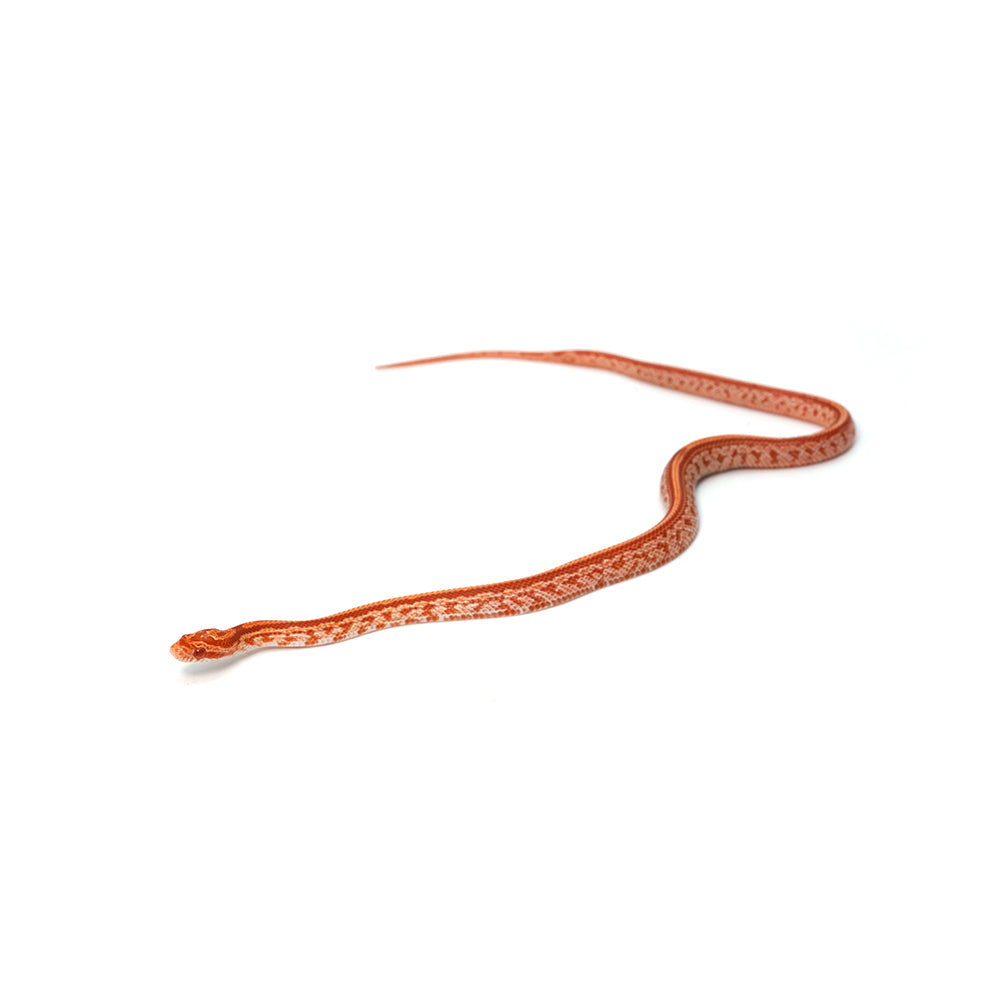 Albino Tessera Corn Snake
