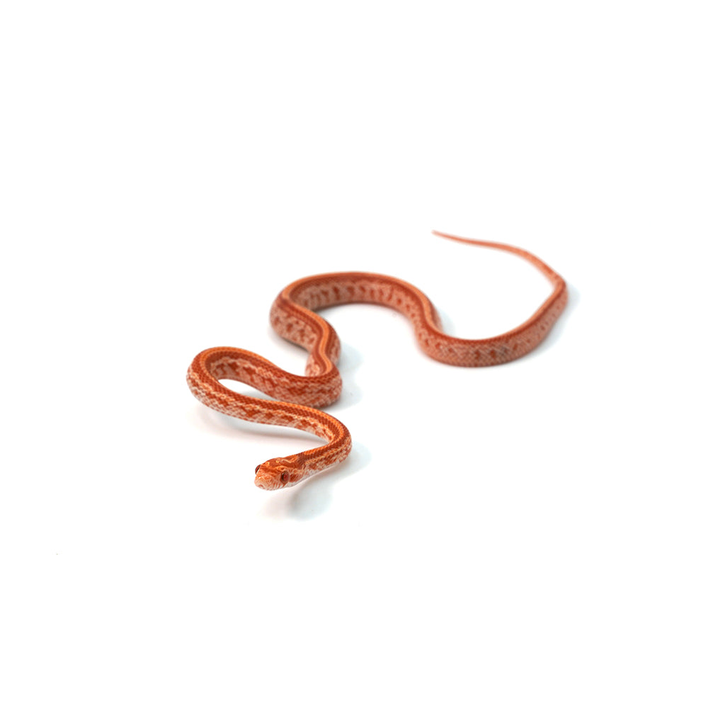 Albino Tessera Corn Snake