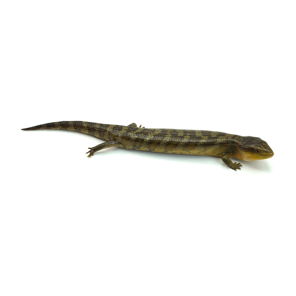 Tanimbar Blue Tongue Skink
