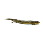 Tanimbar Blue Tongue Skink