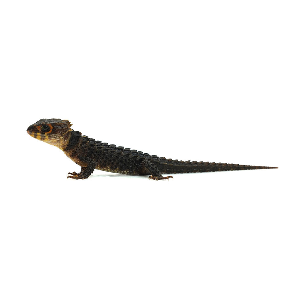 Red-eyed Crocodile Skink