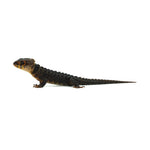 Red-eyed Crocodile Skink