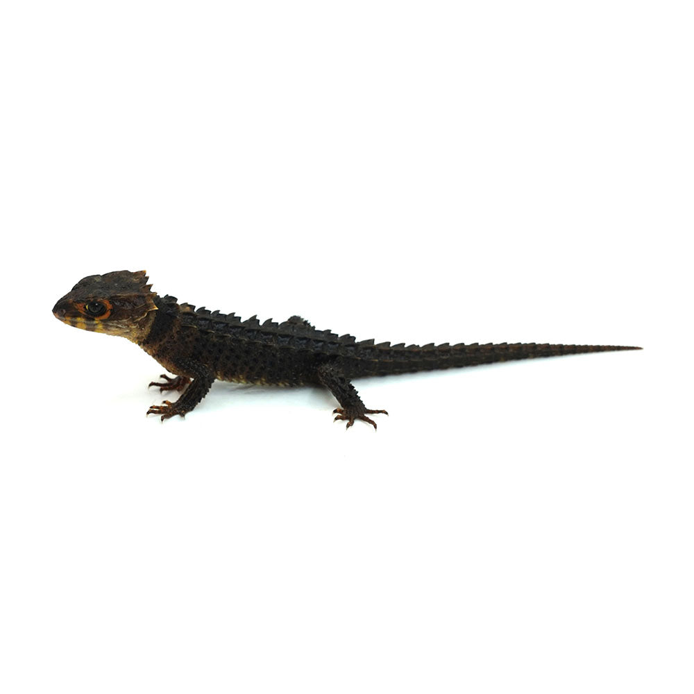 Red-eyed Crocodile Skink