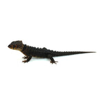 Red-eyed Crocodile Skink