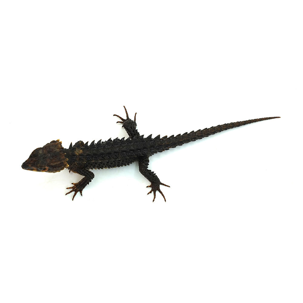 Red-eyed Crocodile Skink